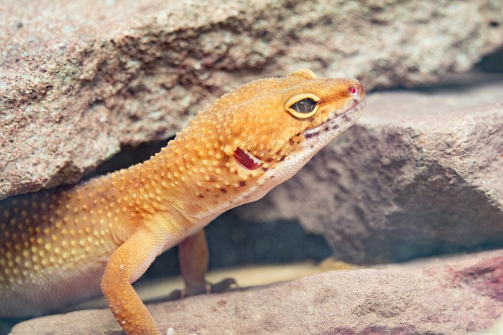A close-up of a leopard gecko