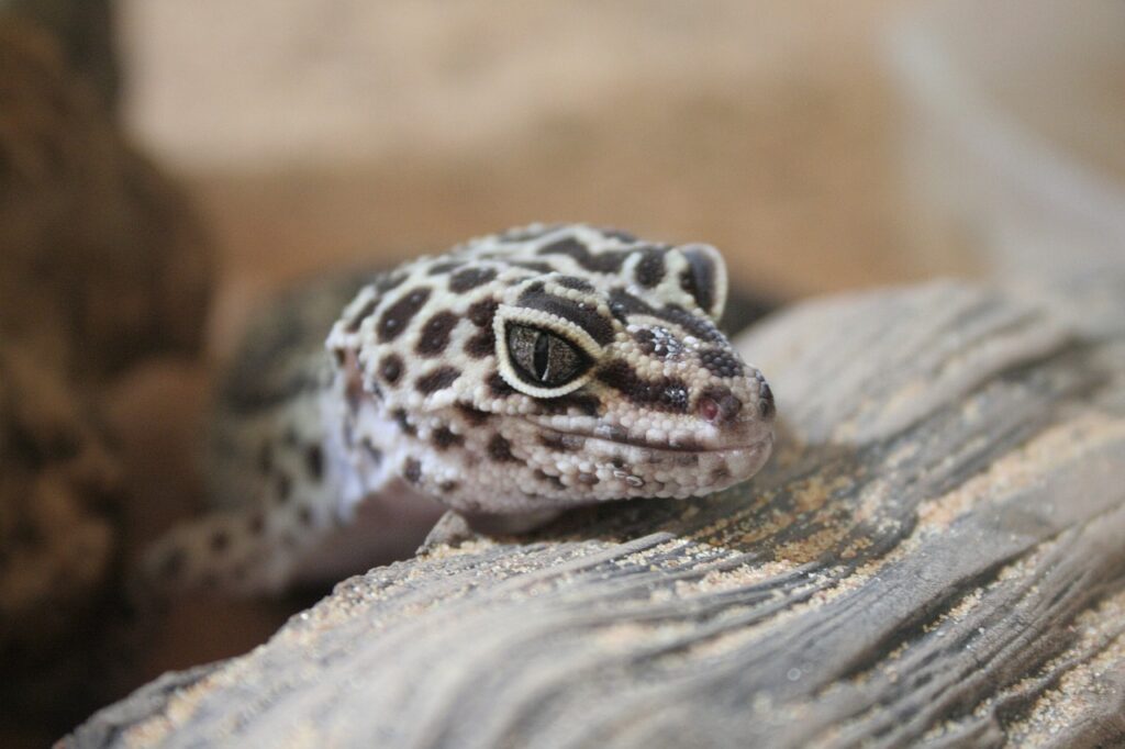 A close-up of a leopard gecko