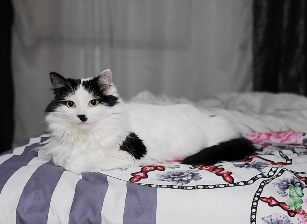 Ragamuffin