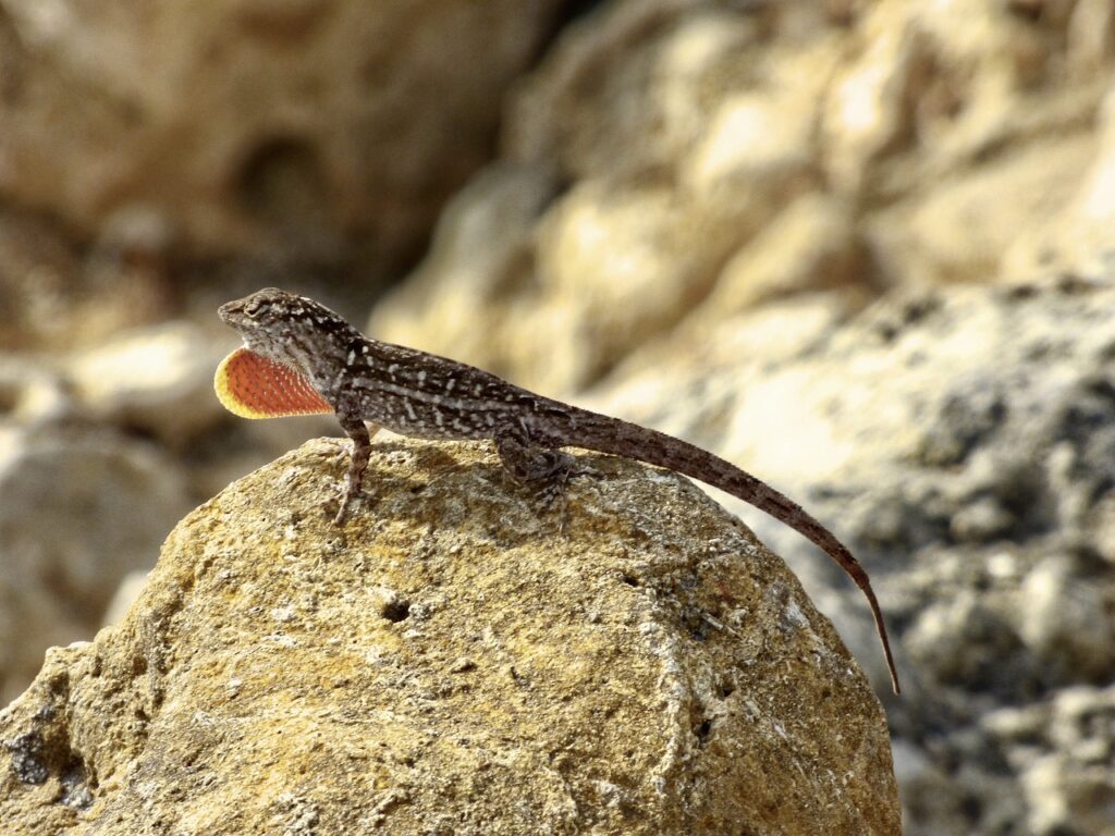 Brown Anole