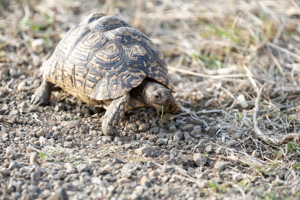 A tortoise crawling slowly on a pebbly surface