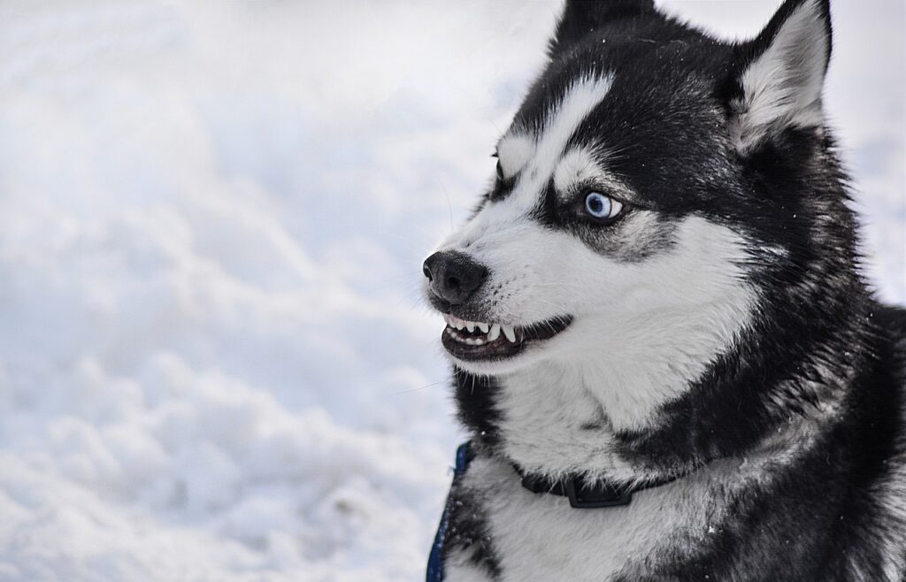 A close-up of a Siberian Husky