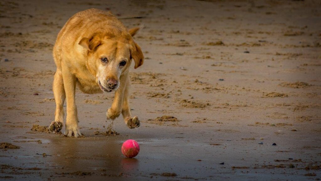 Labrador Retriever