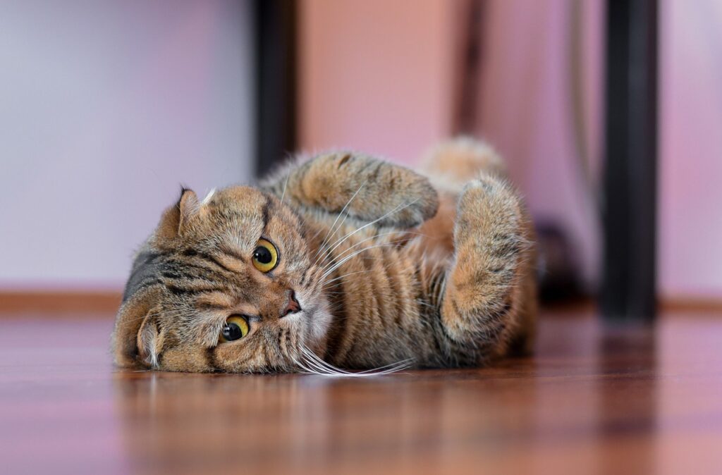 Shorthair cat