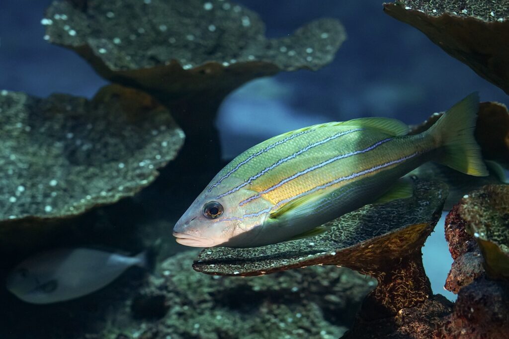 A colorful fish swimming near a coral reef