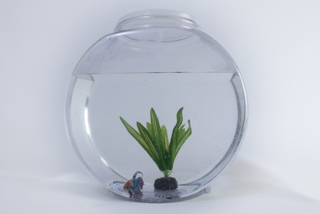 Fish Bowl