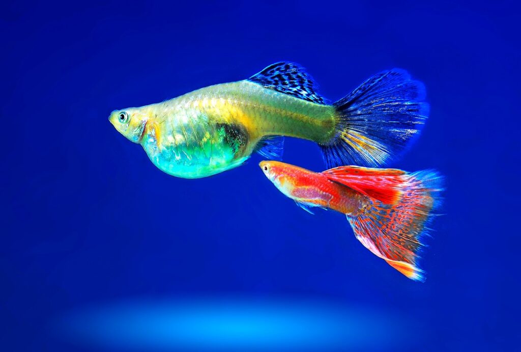 Two fish with blue background