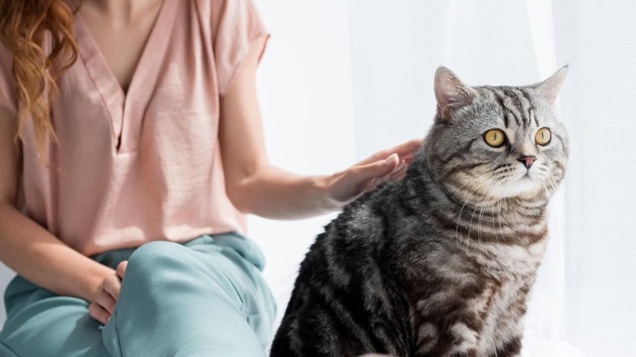 American Shorthair