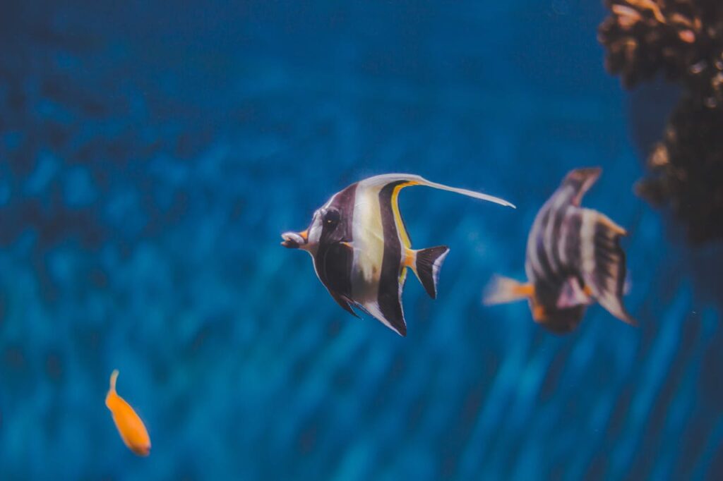 Longfin Bannerfish