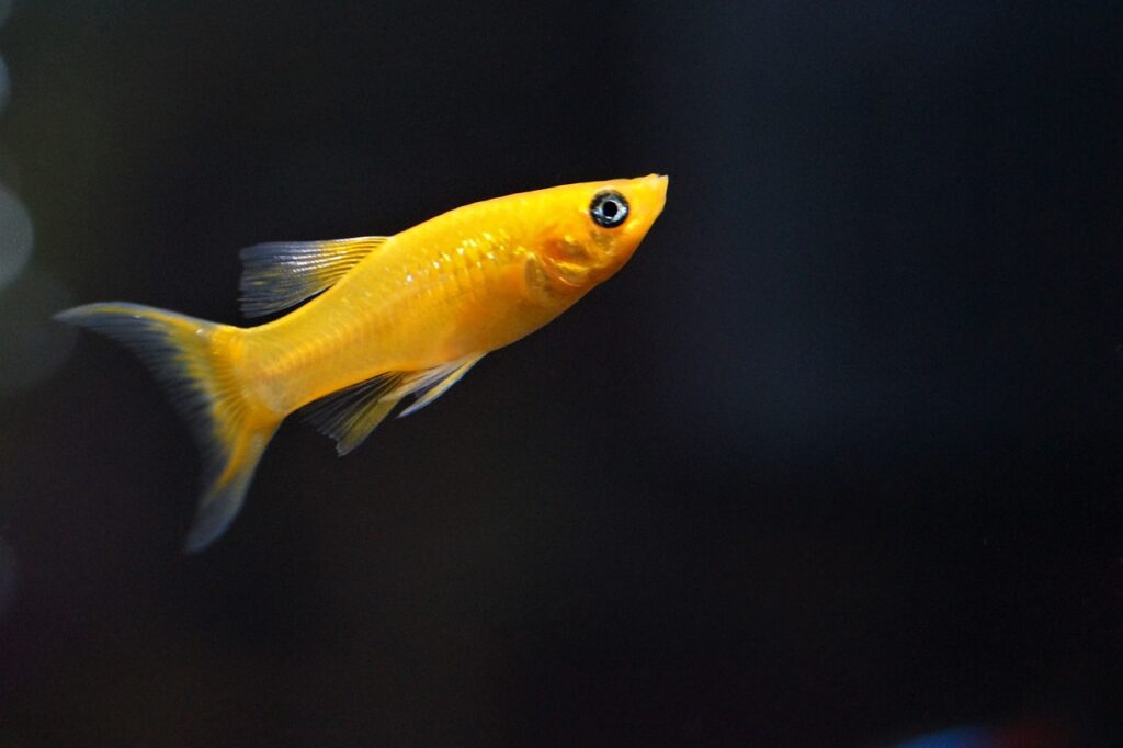 A bright yellow fish