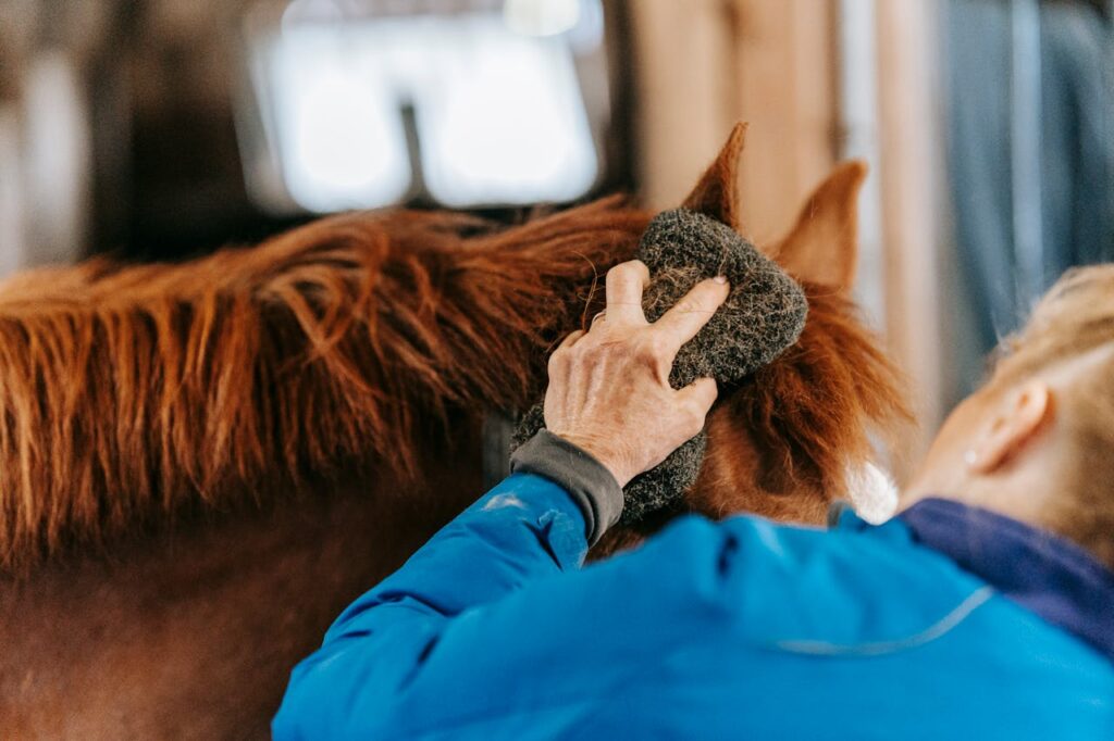 horse:Groom regularly