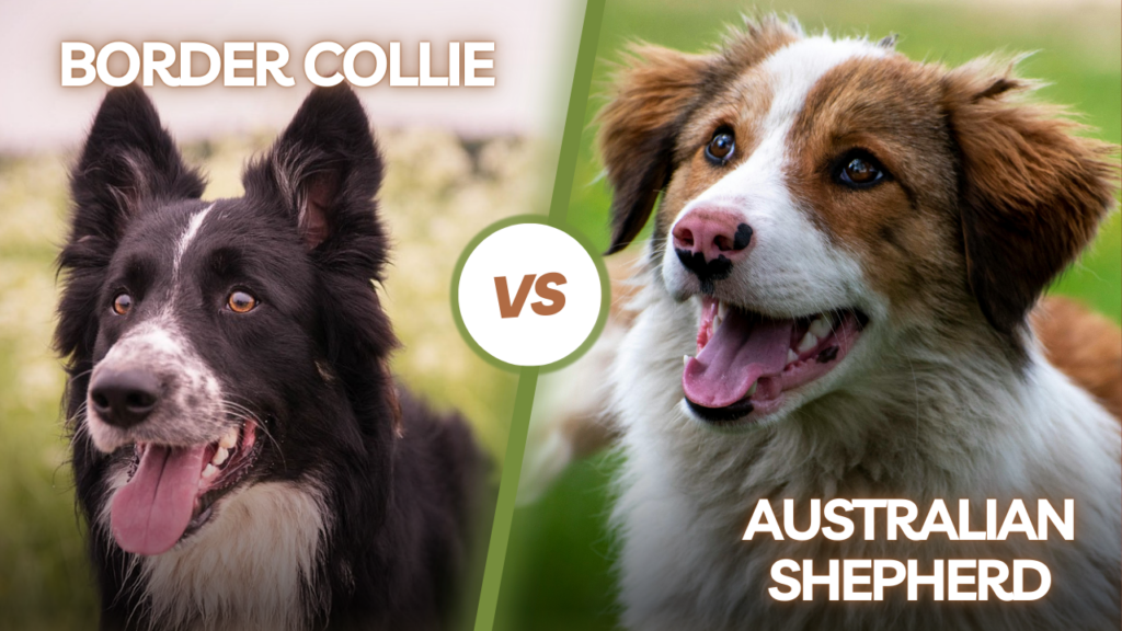 Border Collie and Australian Shepherd