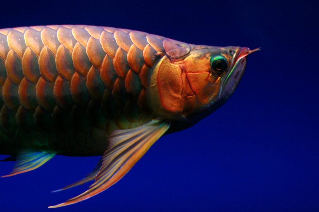 Asian Arowana