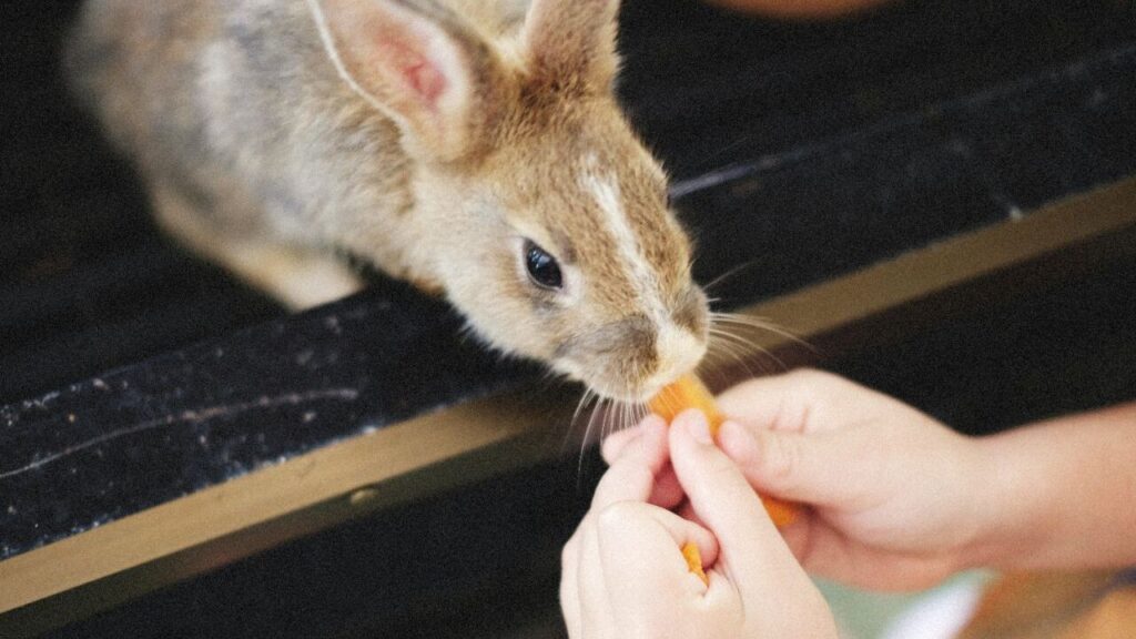 rabbit