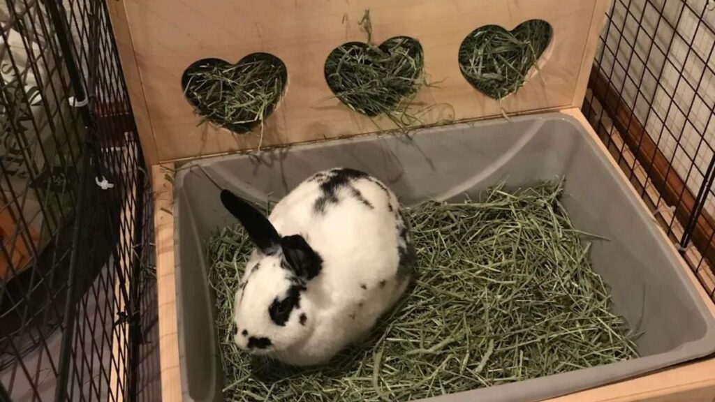 rabbit