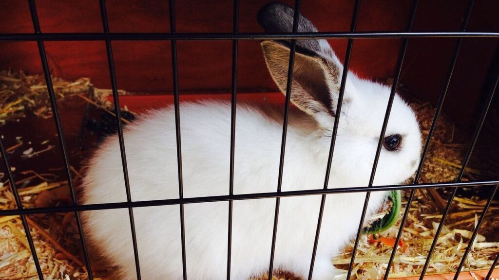 rabbit