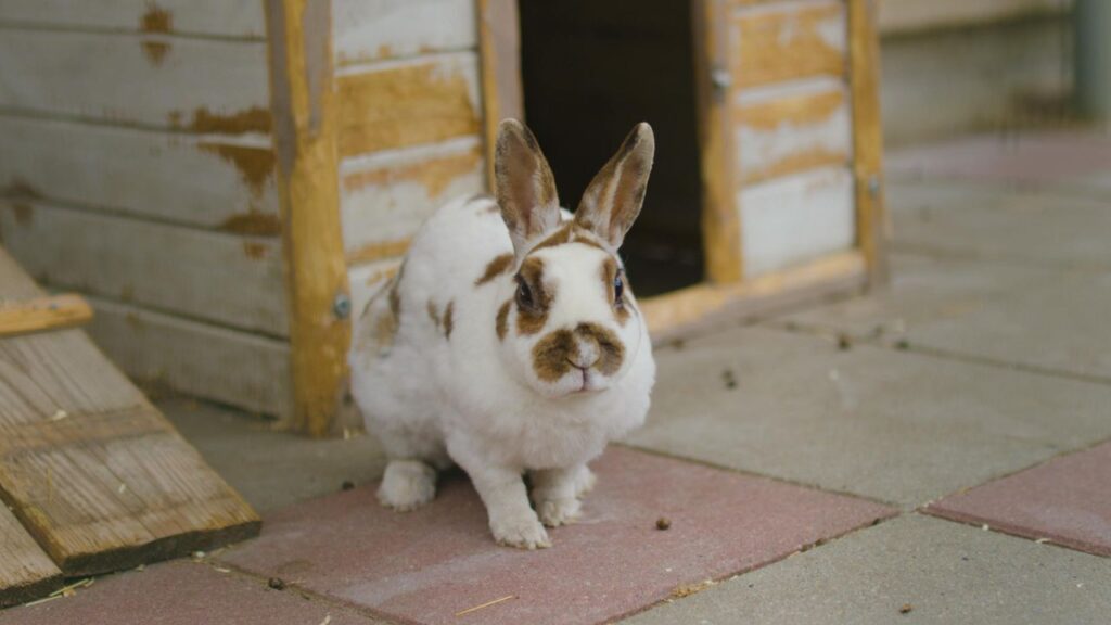 rabbit