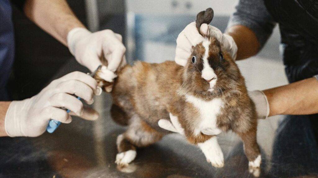 rabbit