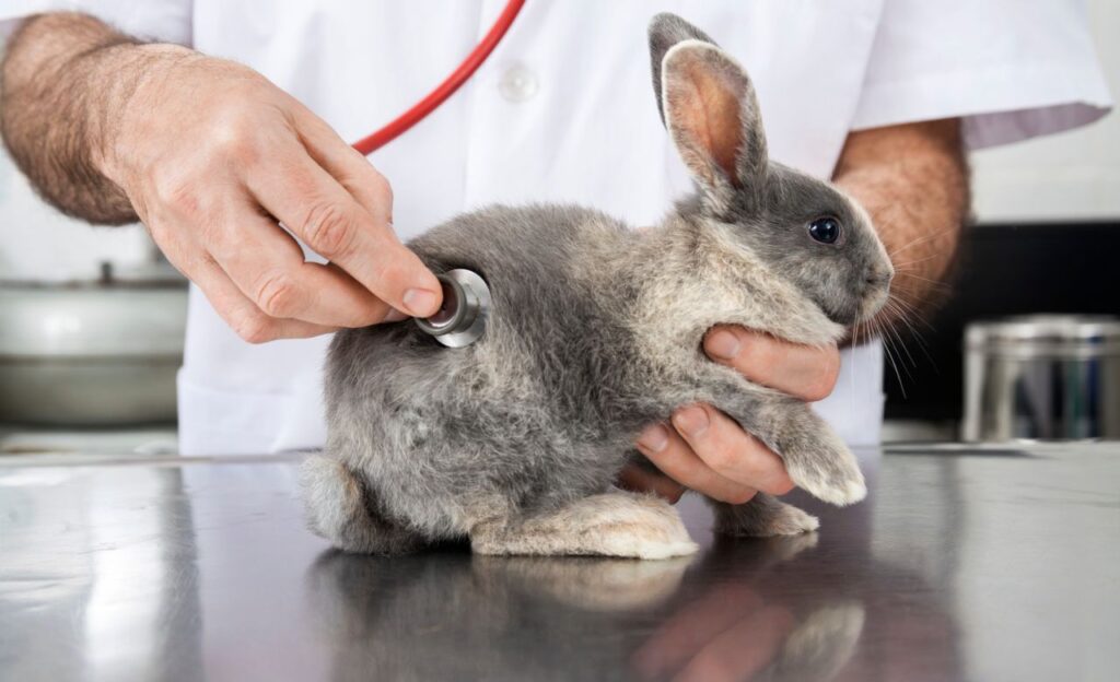 rabbit
