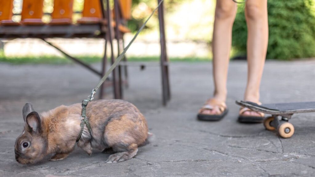 rabbit