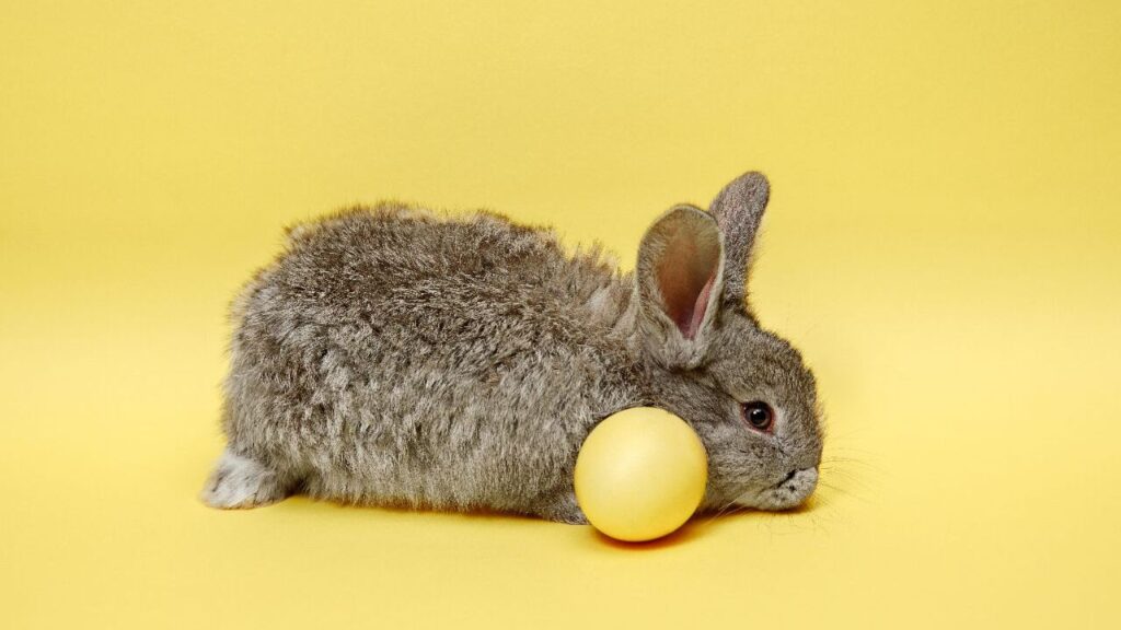 rabbit