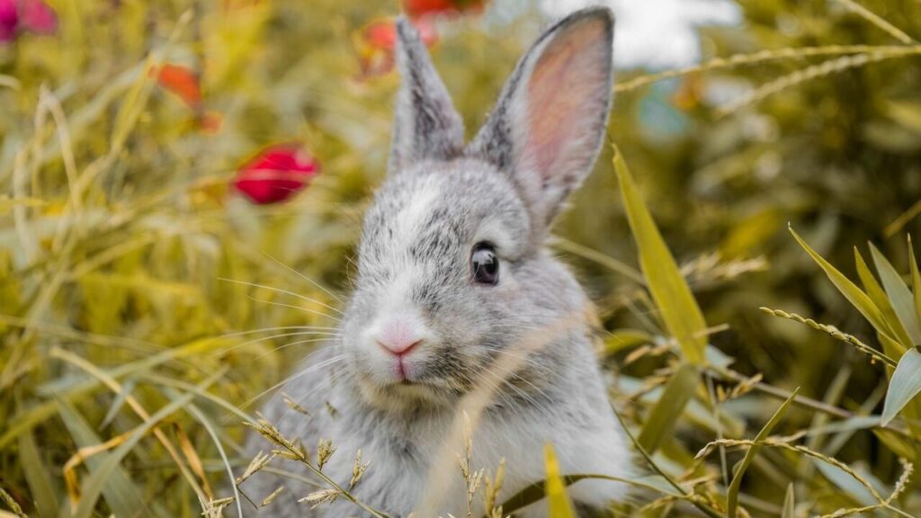 rabbit