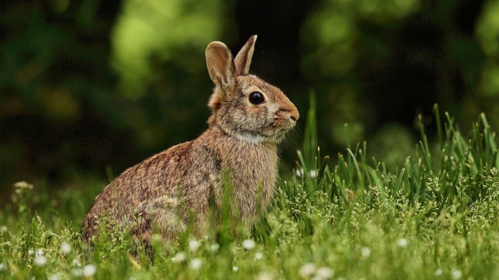 rabbit