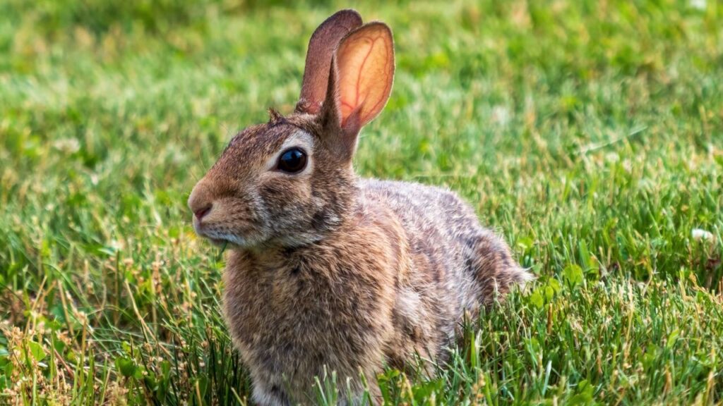 rabbit