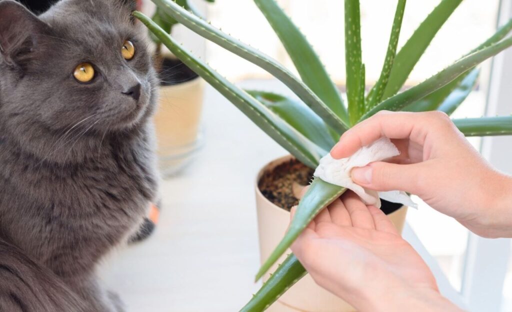 pet and Aloe Vera