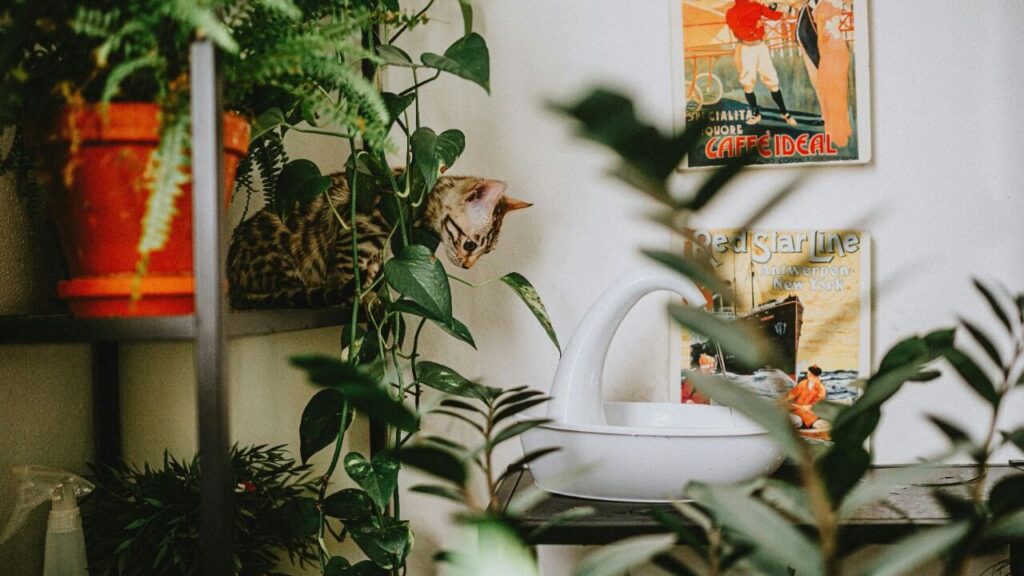 Pothos (Devil’s Ivy)