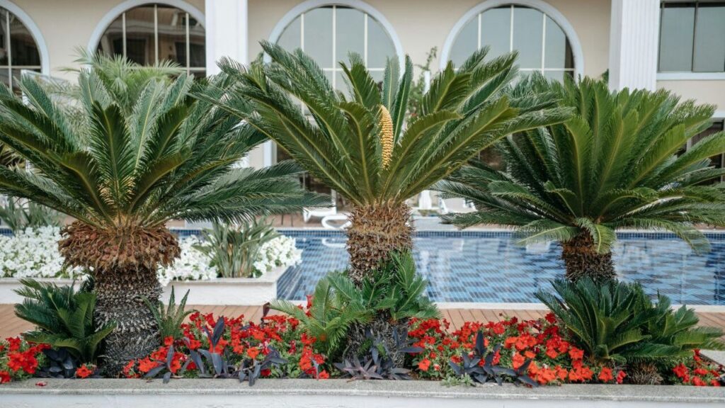 Sago Palm