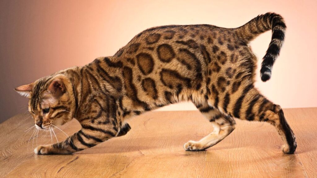 Toyger