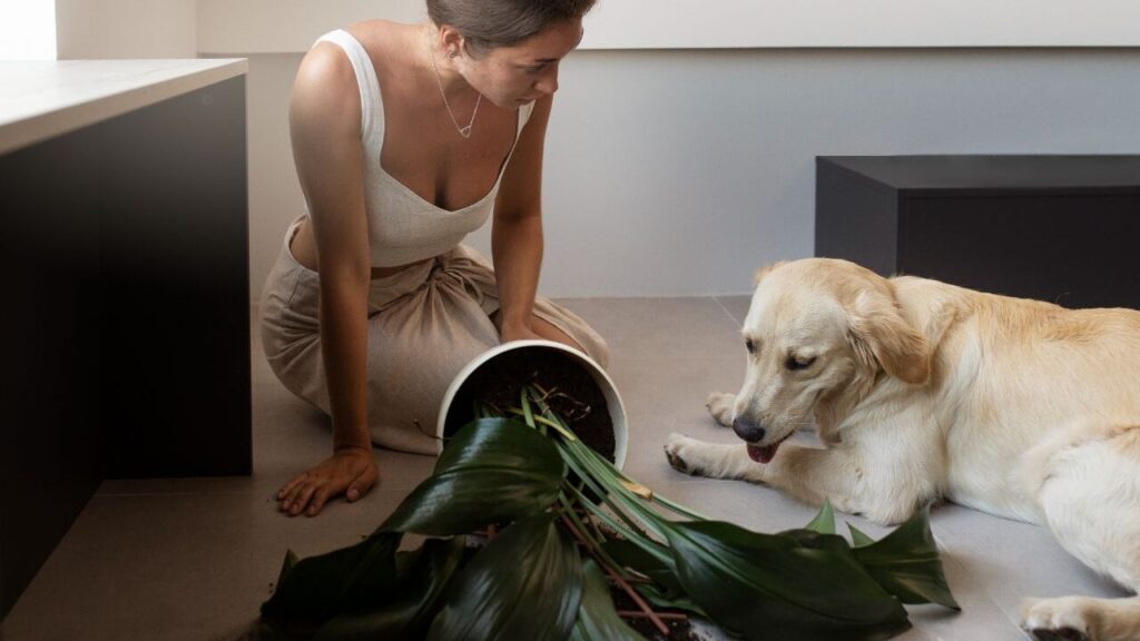 pet and Dieffenbachia (Dumb Cane)