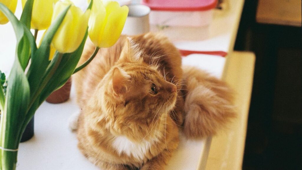 pet and Tulips