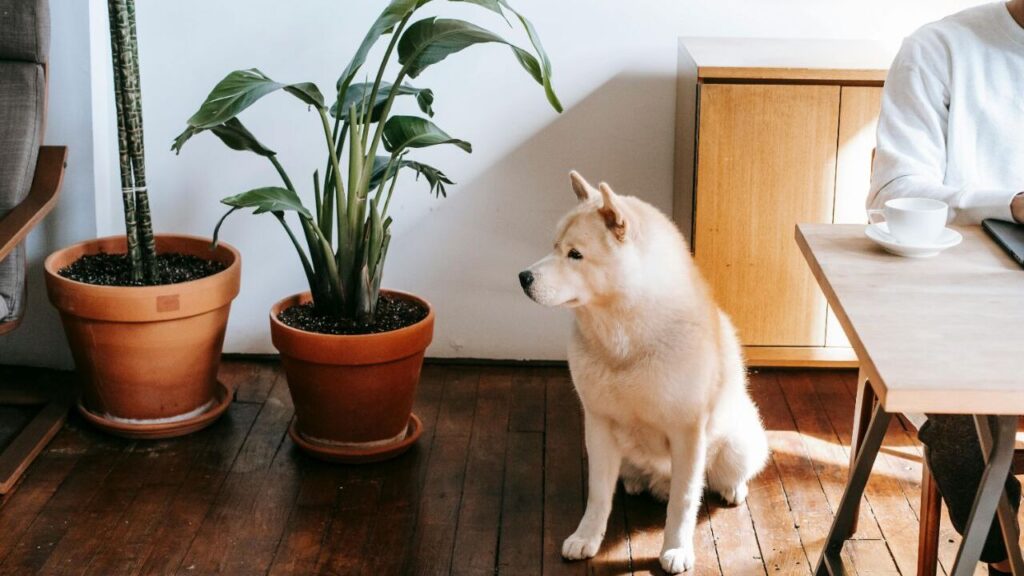 pet and Snake Plant