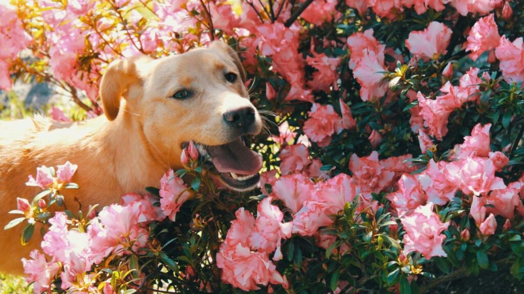 pet and Azaleas