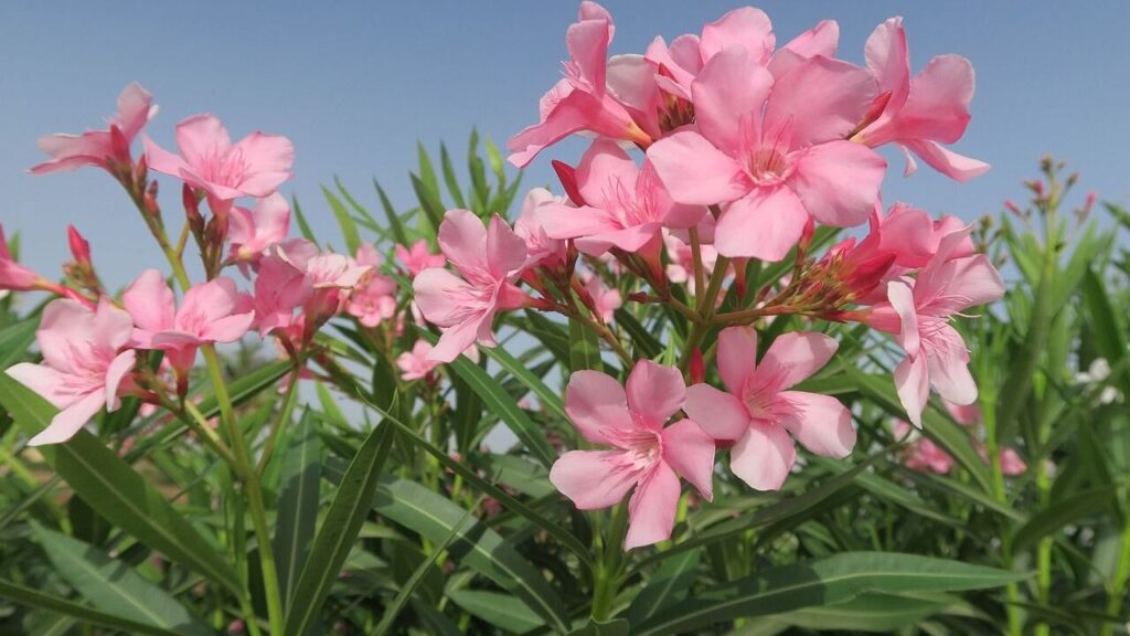 Oleander