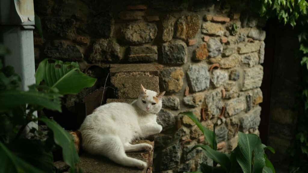 pet and Ivy (English Ivy)