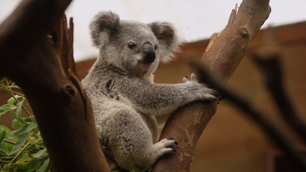 cute koala