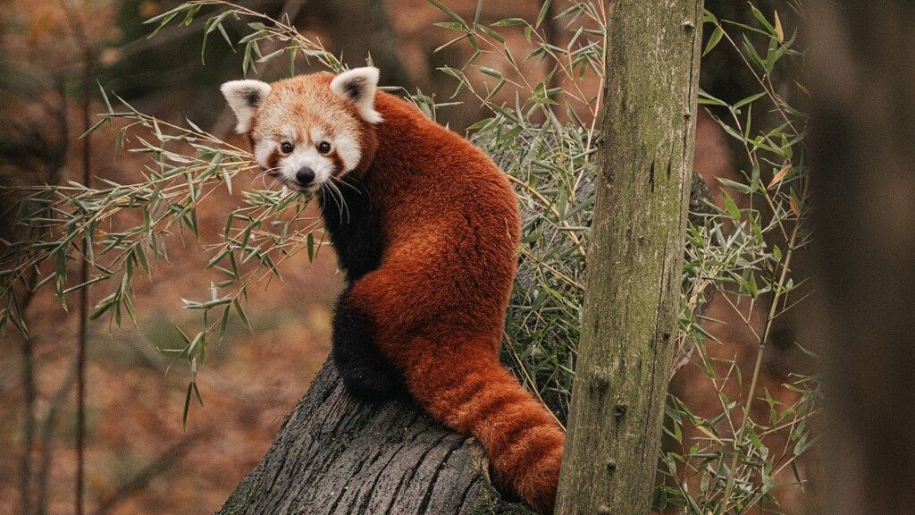 Red Panda