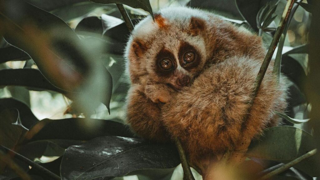 Slow Loris