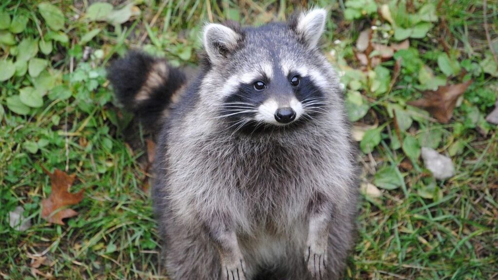 Raccoon