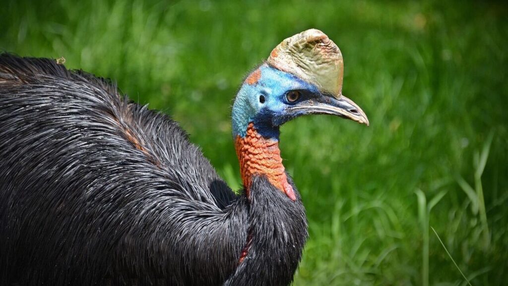 Cassowary