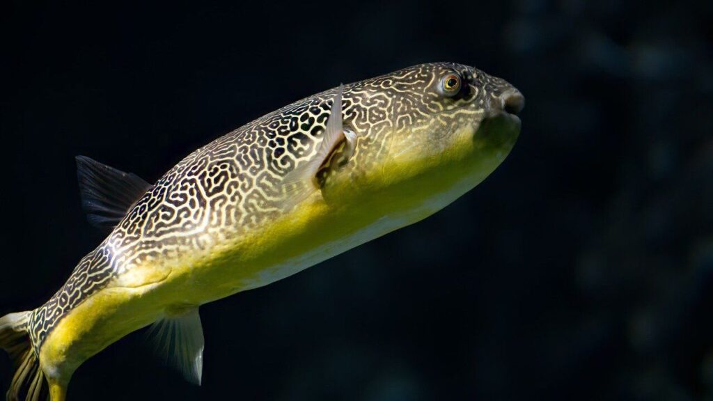 Pufferfish