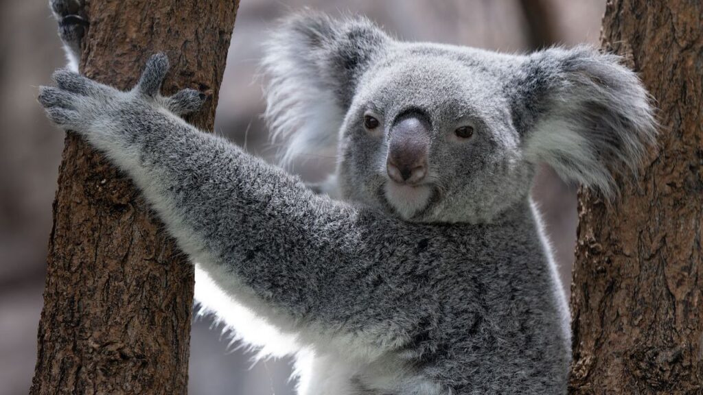 Koala