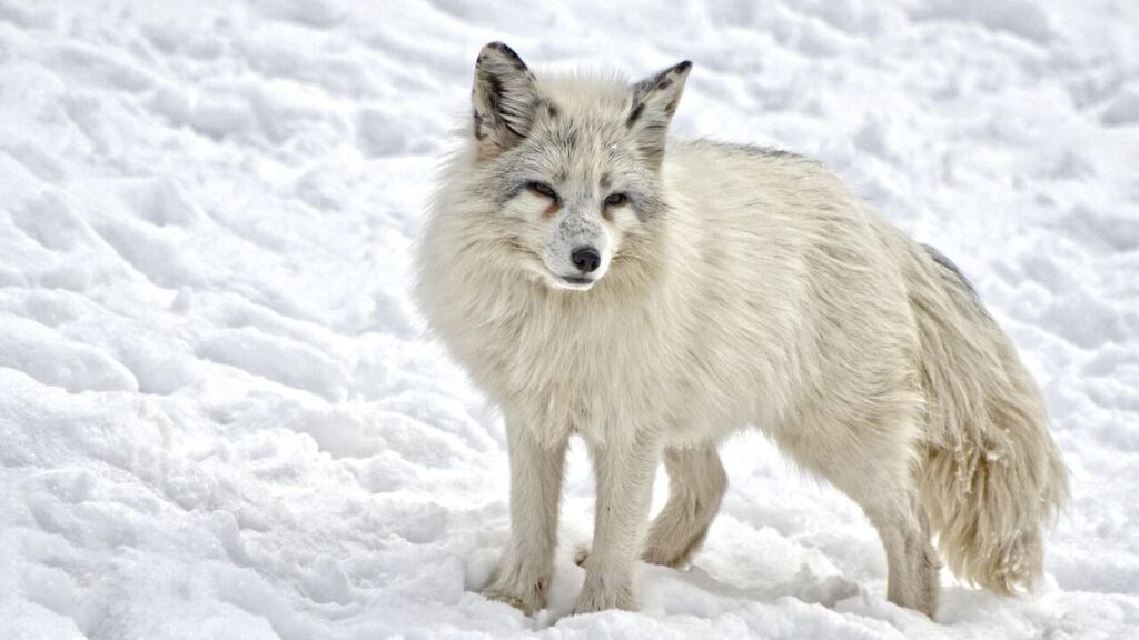 Arctic Fox