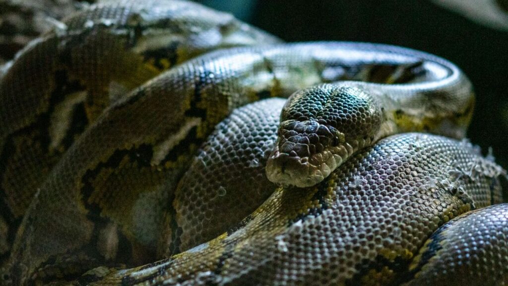 Reticulated Python