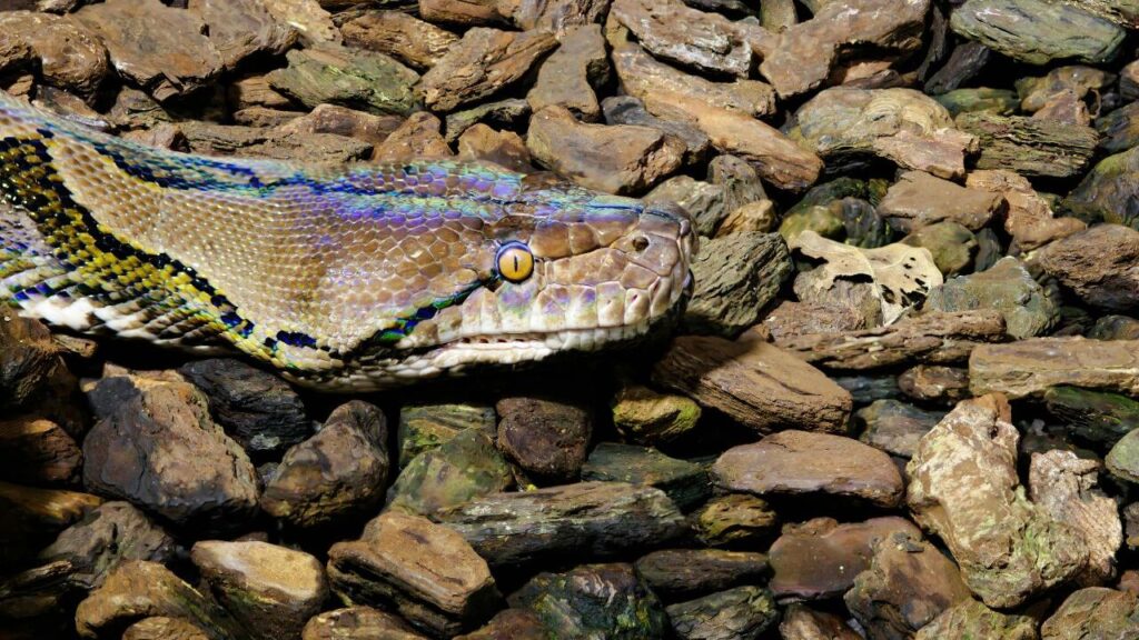 Reticulated Python