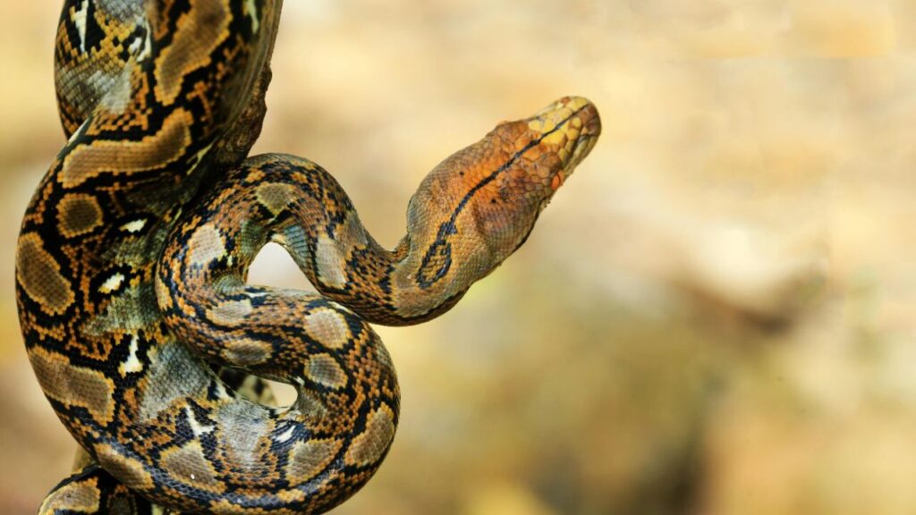 Reticulated Python