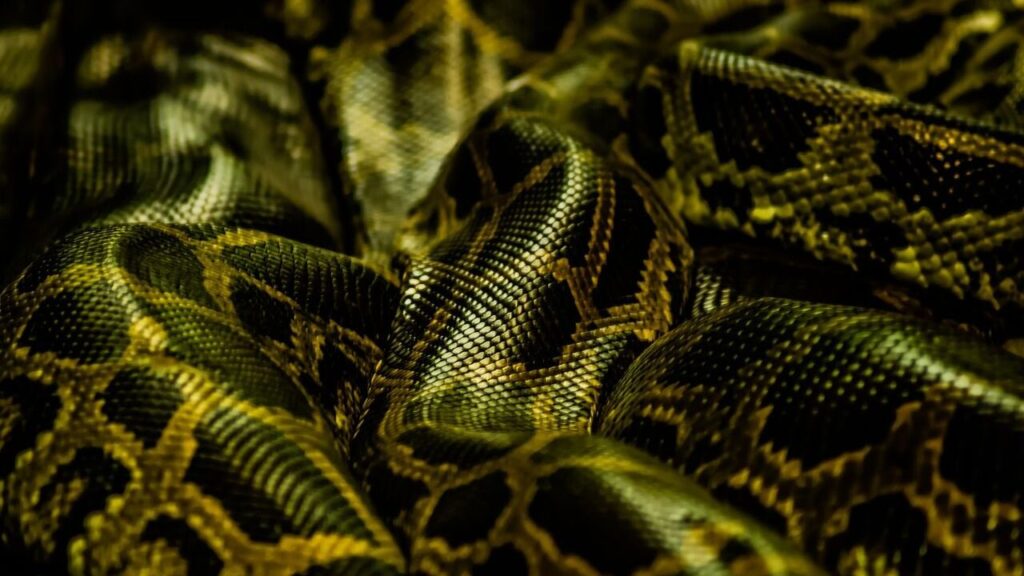 Reticulated Python skin